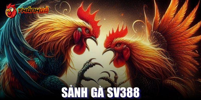 sảnh gà SV388