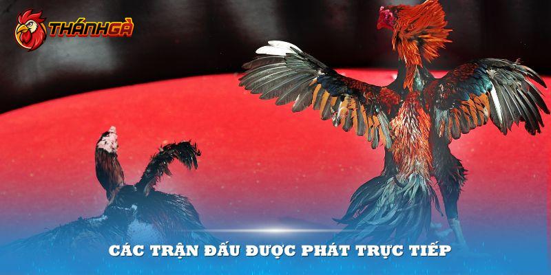 Các trận đấu được phát trực tiếp từ sới gà Campuchia